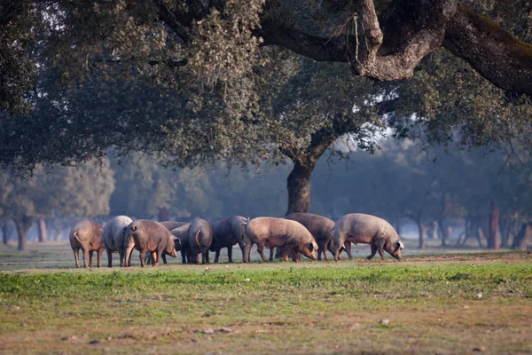 iberian ham farm dehesa seville de luxe